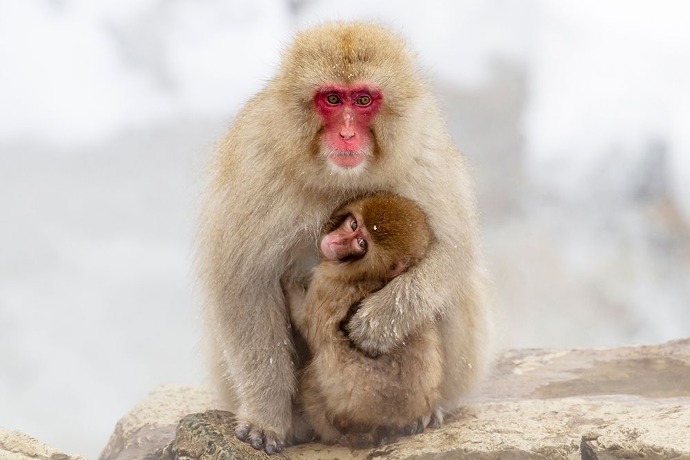 Japan-Nagano A female snow monkey